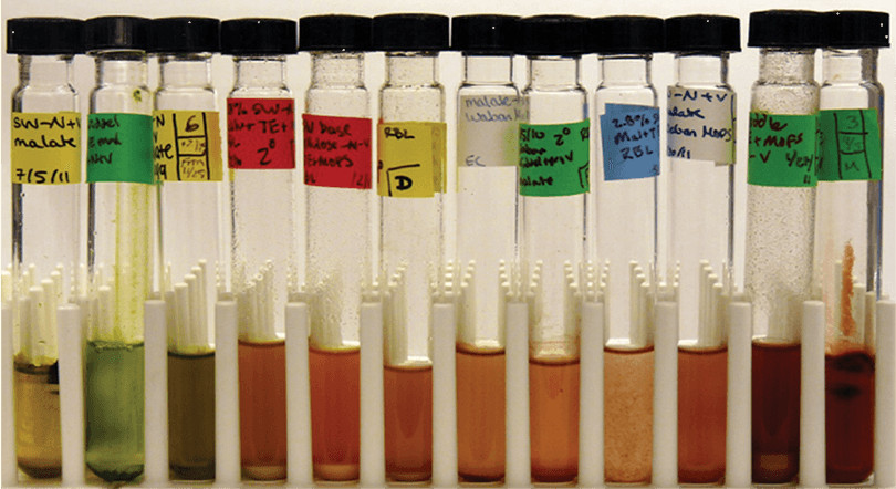 Colorful test tubes of marine microbes.