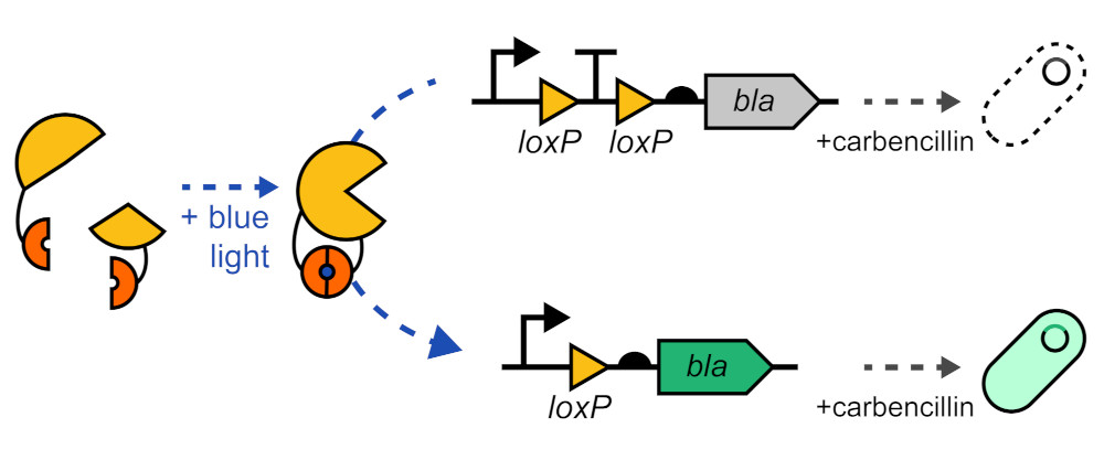 Optogenetic split Cre recombinase activating antibiotic resistance genes.