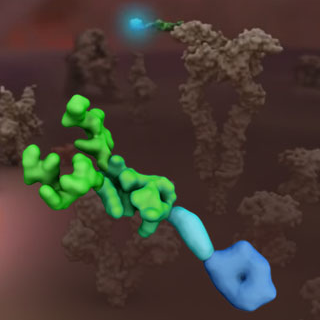 Protein diagram of the drug Tarveda is developing